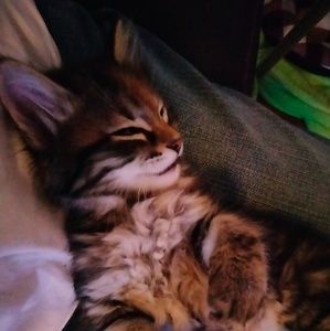 Meet your Posher, Jasper